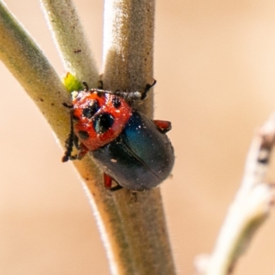 Calomela moorei (Acacia Leaf Beetle) at Stromlo, ACT - 27 Nov 2019 by SWishart