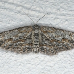 Ectropis (genus) (An engrailed moth) at Ainslie, ACT - 28 Nov 2019 by jb2602