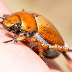 Anoplognathus brunnipennis (Green-tailed Christmas beetle) at Stromlo, ACT - 27 Nov 2019 by SWishart