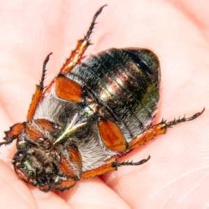 Anoplognathus brunnipennis at Lower Molonglo - 27 Nov 2019