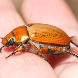 Anoplognathus brunnipennis at Lower Molonglo - 27 Nov 2019 11:36 AM