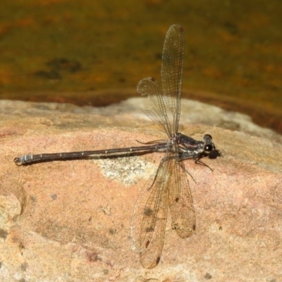 Austroargiolestes icteromelas (Common Flatwing) at Acton, ACT - 28 Nov 2019 by RodDeb