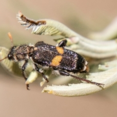 Eleale pulchra (Clerid beetle) at Uriarra Recreation Reserve - 27 Nov 2019 by SWishart