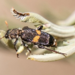 Eleale pulchra at Coree, ACT - 27 Nov 2019 01:02 PM