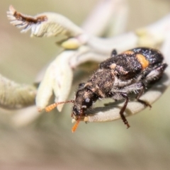 Eleale pulchra at Coree, ACT - 27 Nov 2019 01:02 PM