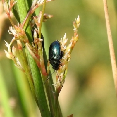 Arsipoda sp. (genus) (A flea beetle) at ANBG - 28 Nov 2019 by RodDeb