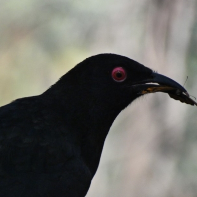 Corcorax melanorhamphos (White-winged Chough) at Deakin, ACT - 29 Nov 2019 by TomT