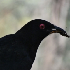 Corcorax melanorhamphos (White-winged Chough) at Deakin, ACT - 28 Nov 2019 by TomT