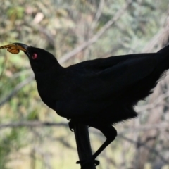 Corcorax melanorhamphos at Deakin, ACT - 29 Nov 2019