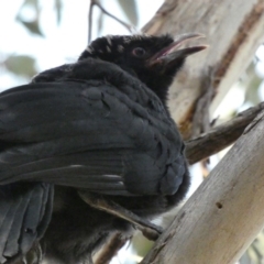 Corcorax melanorhamphos at Deakin, ACT - 29 Nov 2019 09:50 AM