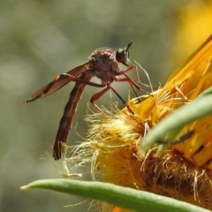 Neosaropogon sp. (genus) (A robber fly) at ANBG - 29 Nov 2019 by RodDeb