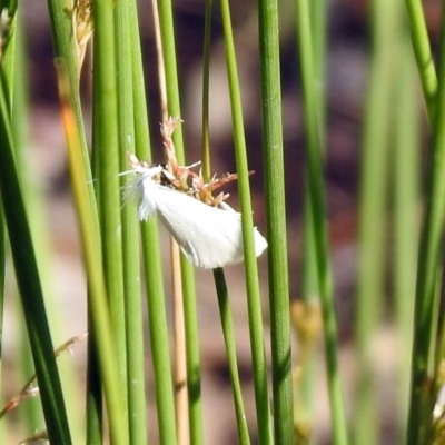 Tipanaea patulella (The White Crambid moth) at Acton, ACT - 29 Nov 2019 by RodDeb