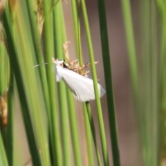 Tipanaea patulella at Acton, ACT - 29 Nov 2019