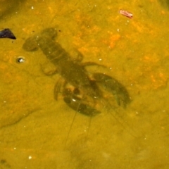 Cherax destructor (Common Yabby) at Acton, ACT - 29 Nov 2019 by RodDeb