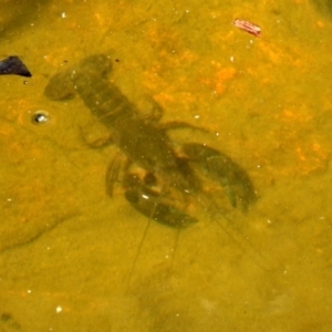 Cherax destructor at Acton, ACT - 29 Nov 2019 09:38 AM