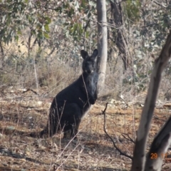 Osphranter robustus (Wallaroo) at Deakin, ACT - 28 Nov 2019 by TomT