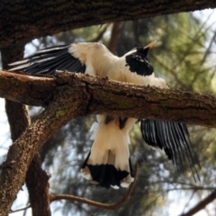 Grallina cyanoleuca (Magpie-lark) at ANBG - 28 Nov 2019 by RodDeb