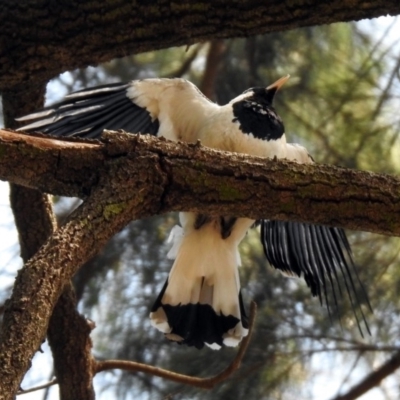 Grallina cyanoleuca (Magpie-lark) at ANBG - 28 Nov 2019 by RodDeb