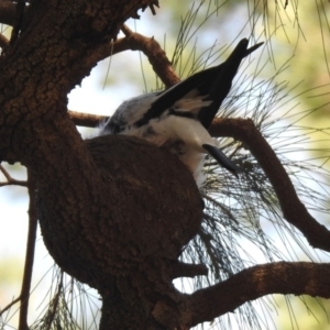 Grallina cyanoleuca at Acton, ACT - 29 Nov 2019