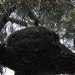 Grallina cyanoleuca at Acton, ACT - 29 Nov 2019 10:11 AM