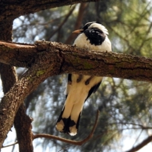 Grallina cyanoleuca at Acton, ACT - 29 Nov 2019