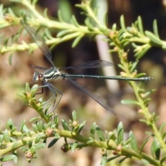 Austroargiolestes icteromelas (Common Flatwing) at ANBG - 28 Nov 2019 by RodDeb