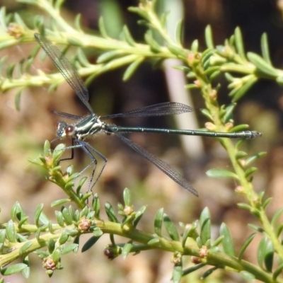 Austroargiolestes icteromelas (Common Flatwing) at Acton, ACT - 29 Nov 2019 by RodDeb