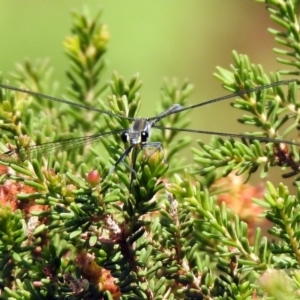 Austroargiolestes icteromelas at Acton, ACT - 29 Nov 2019