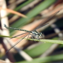 Austroargiolestes icteromelas at Acton, ACT - 29 Nov 2019 09:57 AM