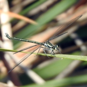 Austroargiolestes icteromelas at Acton, ACT - 29 Nov 2019 09:57 AM