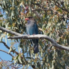 Eurystomus orientalis (Dollarbird) at Red Hill to Yarralumla Creek - 28 Nov 2019 by TomT