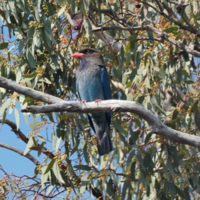 Eurystomus orientalis (Dollarbird) at Hughes, ACT - 28 Nov 2019 by TomT