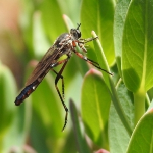 Neosaropogon sp. (genus) at Acton, ACT - 29 Nov 2019