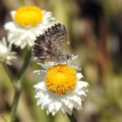 Neolucia agricola (Fringed Heath-blue) at Acton, ACT - 29 Nov 2019 by RodDeb