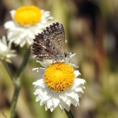 Neolucia agricola (Fringed Heath-blue) at ANBG - 29 Nov 2019 by RodDeb