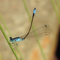 Ischnura heterosticta (Common Bluetail Damselfly) at Acton, ACT - 28 Nov 2019 by RodDeb