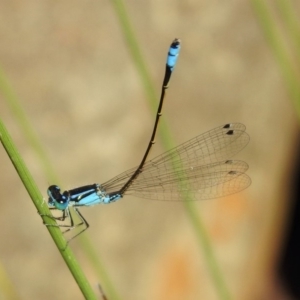 Ischnura heterosticta at Acton, ACT - 29 Nov 2019