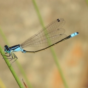 Ischnura heterosticta at Acton, ACT - 29 Nov 2019