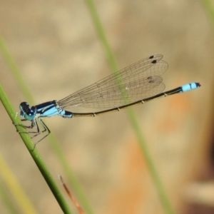 Ischnura heterosticta at Acton, ACT - 29 Nov 2019