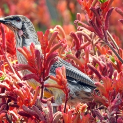 Anthochaera carunculata (Red Wattlebird) at Acton, ACT - 29 Nov 2019 by RodDeb