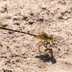 Austrogomphus guerini (Yellow-striped Hunter) at Stromlo, ACT - 27 Nov 2019 by SWishart