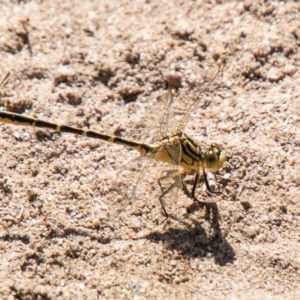 Austrogomphus guerini at Stromlo, ACT - 27 Nov 2019