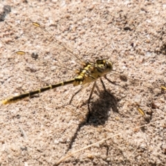 Austrogomphus guerini at Stromlo, ACT - 27 Nov 2019 10:14 AM