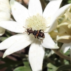 Eleale pulchra (Clerid beetle) at ANBG - 29 Nov 2019 by RodDeb