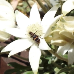 Eleale pulchra at Acton, ACT - 29 Nov 2019