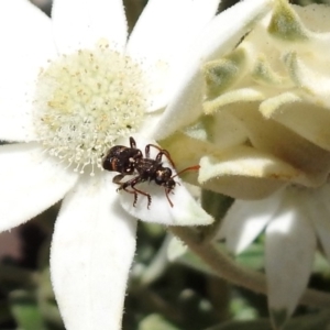 Eleale pulchra at Acton, ACT - 29 Nov 2019