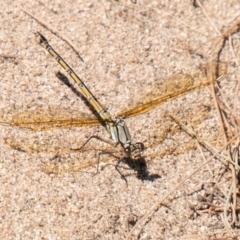 Diphlebia nymphoides (Arrowhead Rockmaster) at Lower Molonglo - 26 Nov 2019 by SWishart