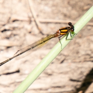 Nososticta solida at Molonglo River Reserve - 27 Nov 2019