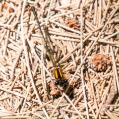 Nososticta solida at Molonglo River Reserve - 27 Nov 2019