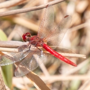 Diplacodes haematodes at Molonglo River Reserve - 27 Nov 2019